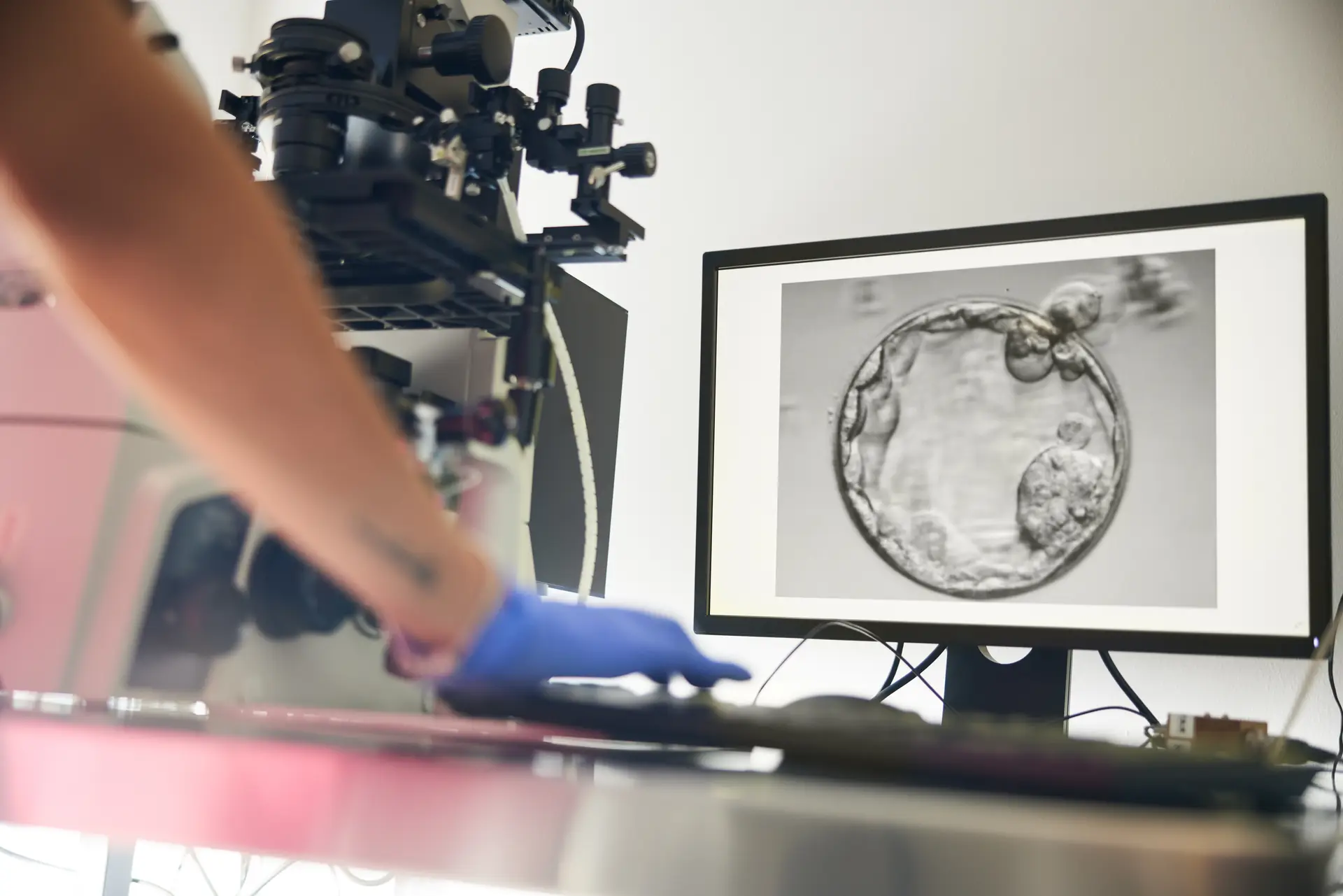 AI-assisted egg grading for consistent quality assessment.